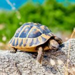turtle vertical jump